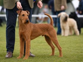 Irish Terrier standing with its handler at an outdoor dog show, other dogs blurred in the background