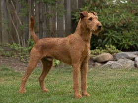 Irish Terrier standing alert in a backyard, ears folded forward, watching something out of frame