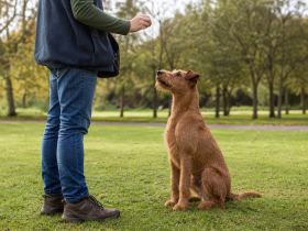 An Irish Terrier sitting attentively in front of its handler during a training session in a park
